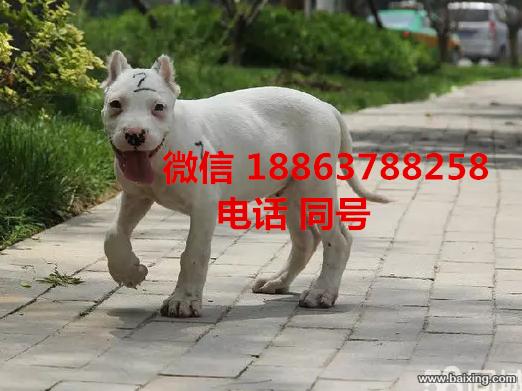 连云港出售精品双血统杜高犬 杜高幼犬 包健康包纯种