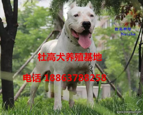 连云港出售精品双血统杜高犬 杜高幼犬 包健康包纯种